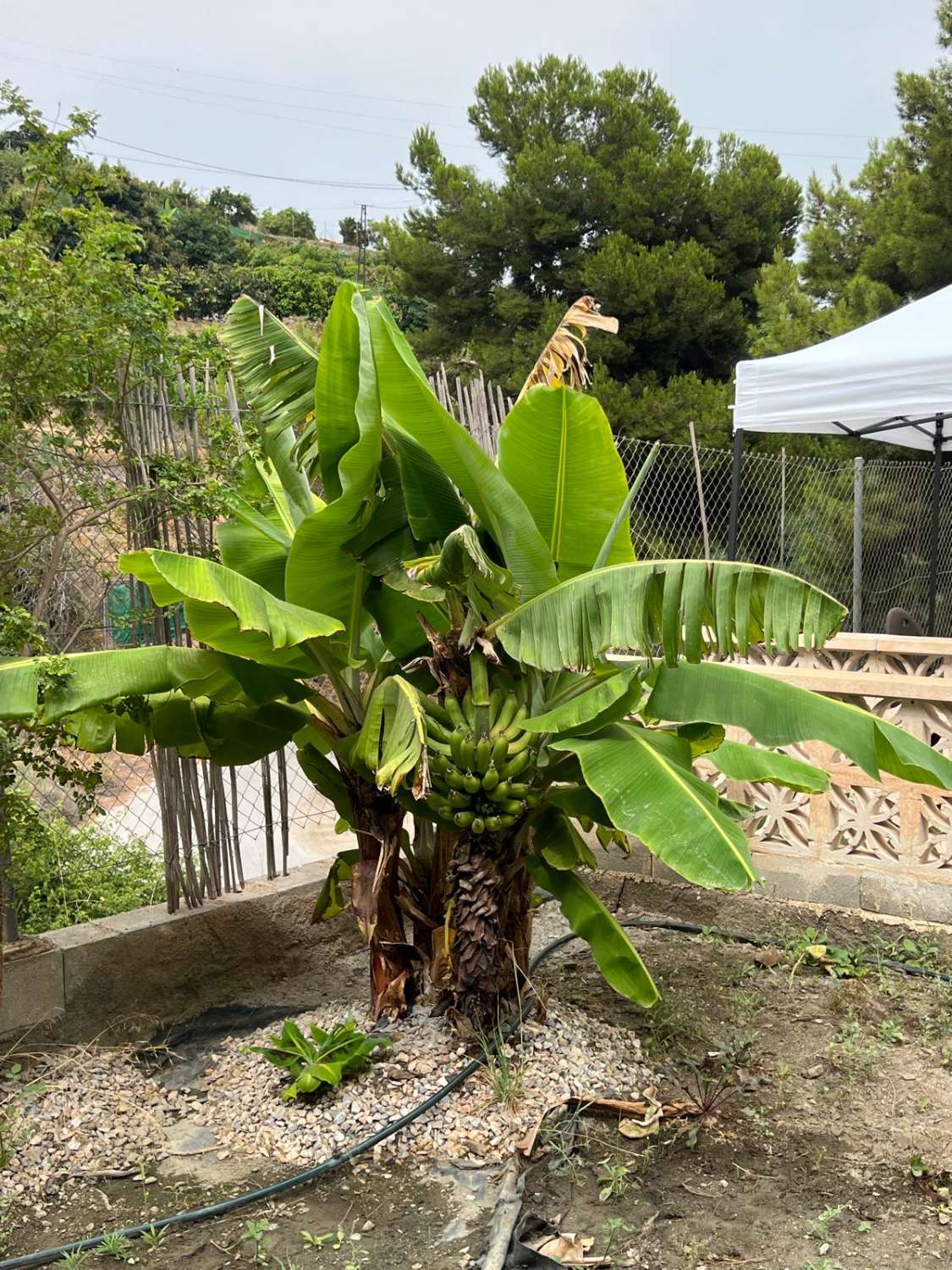 Cortijo en alquiler cerca de Salobreña