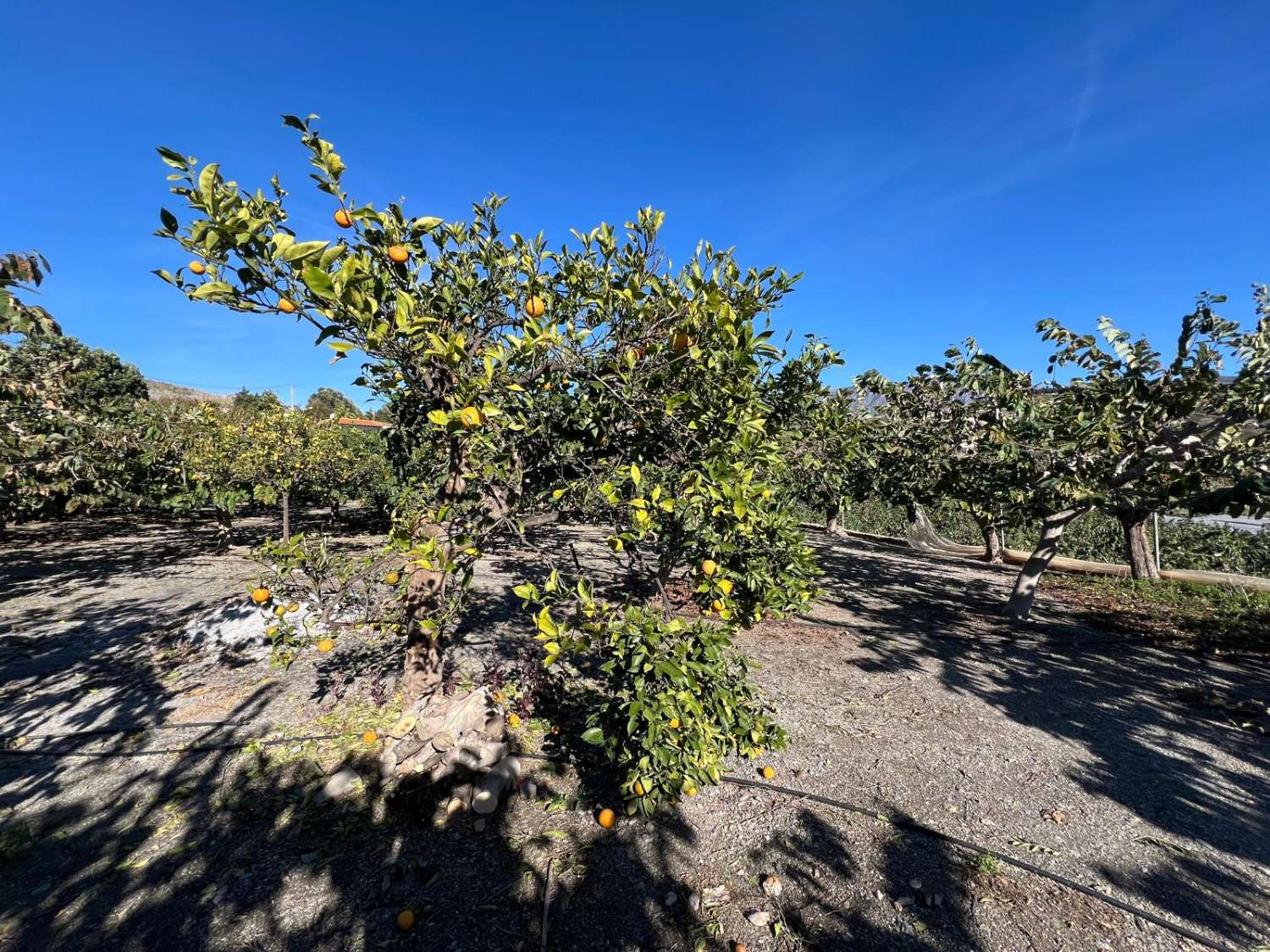 Terreno rústico en venta en Las Zorreras, Motril